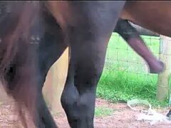 Delicious gay man and his beautiful horse who loves anal sex