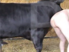 Horny bull fucks gay farmer