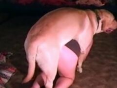 Watching a sexy bigass slut and a horny fat dog