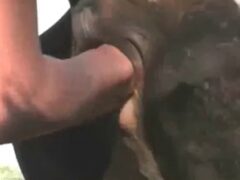 Woman makes cow squirting